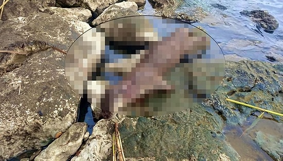 Koruma Altındaki Su Samuru Tüfekle Öldürüldü