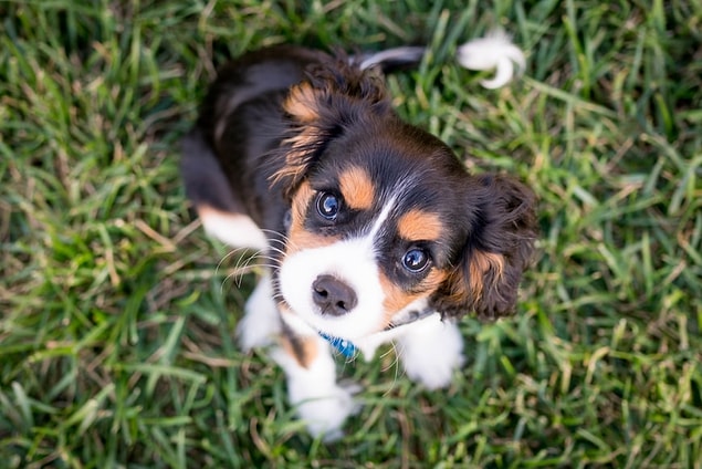 Köpeğinizin neden her zaman mutlu ya da üzgün olduğunuzu bildiğini hiç merak ettiniz mi?