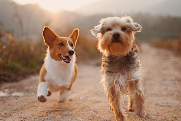 Kafa eğmek köpeklerin daha iyi görmesine yardımcı olur mu?