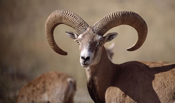 Amerika vatandaşı Danny Ray de 24 bin 500 dolarla ihaleyi kazandı.