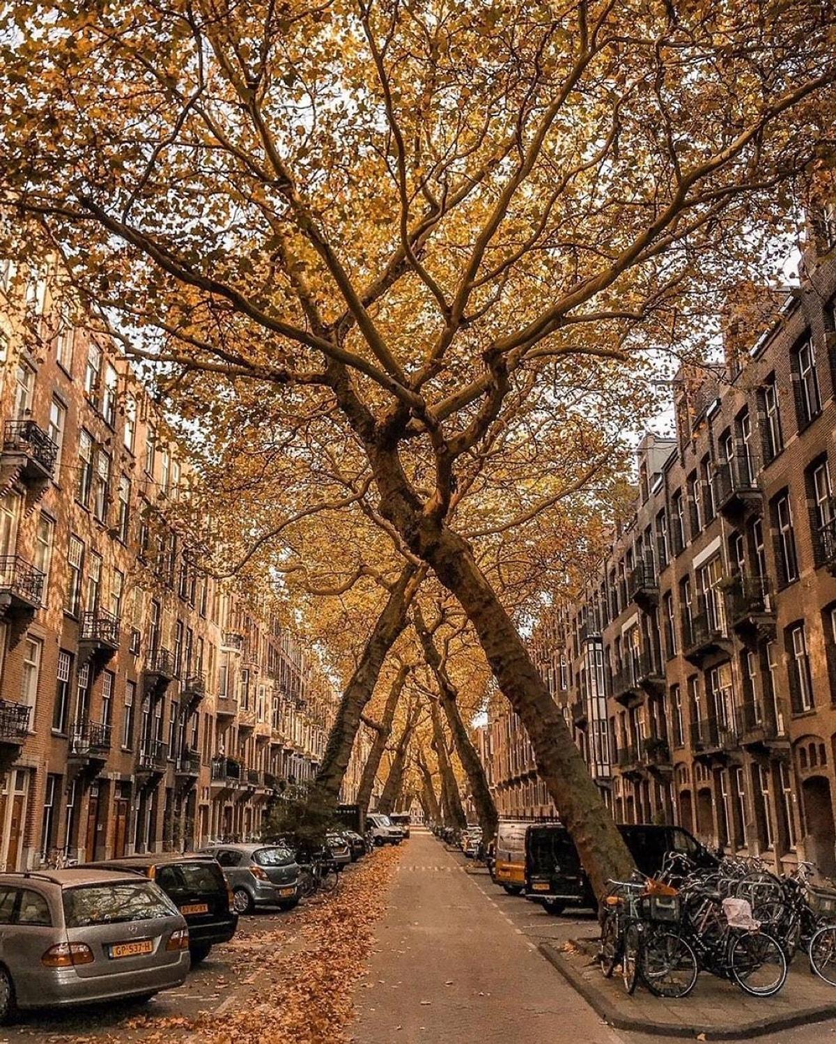 City naturals. Улица Lomanstraat Амстердам. Красивые улицы. Улица с деревьями. Красивая улица с деревьями.