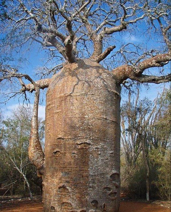 21. Bu ağaç 120 ton su depolayabiliyormuş.