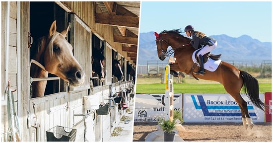 Yarış Atları Hakkında Muhtemelen Daha Önce Hiç Duymadığınız Gerçekler