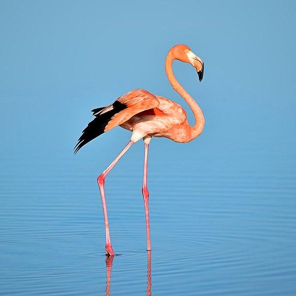 17. Flamingoların dizleri geriye doğru bükülmez geriye büküldüğü kısım aslında ayak bilekleridir.
