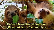 Tembel, Zararsız ve Bir O Kadar da Sevimli... Doğaya En Az Zarar Veren Canlı: Tembel Hayvan
