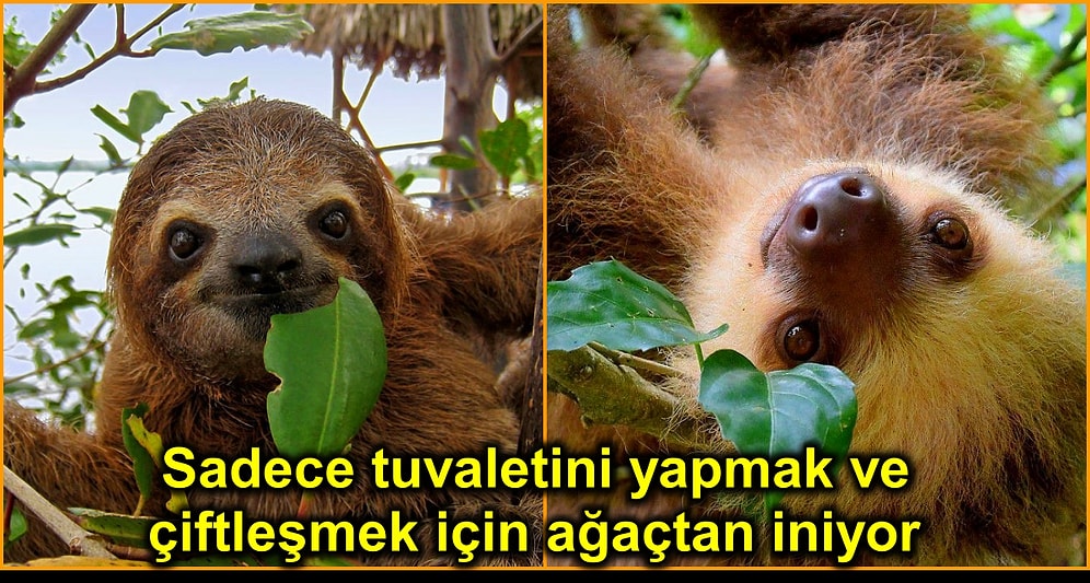 Tembel, Zararsız ve Bir O Kadar da Sevimli... Doğaya En Az Zarar Veren Canlı: Tembel Hayvan