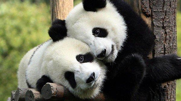 Araştırmacılar pandaların siyah-beyaz kürklerinin doğal ortamlarında görülmemek için kamuflaj olarak kullandığını belirtti.