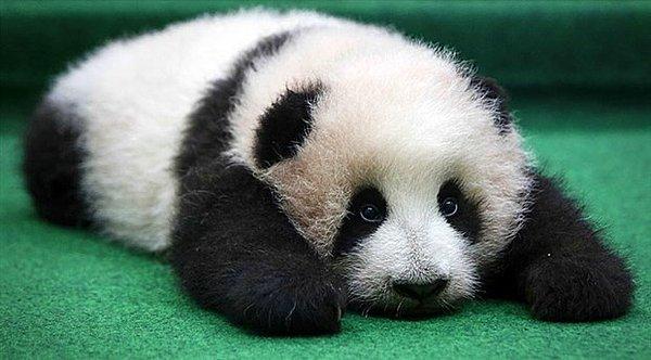 Tim Caro, Çinli meslektaşlarının kendilerine doğal ortamlarındaki pandaların fotoğraflarını gönderdiklerinde, devasa pandaları göremediklerini belirtti.