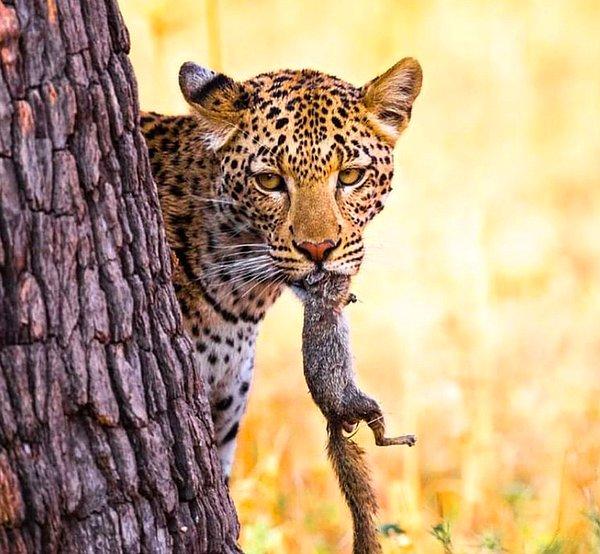 1. Birkaç başarısız girişimin ardından sincap avlayan bir leopar: