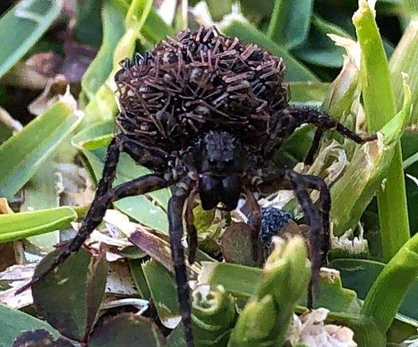 9. Üzerinde yavrularını taşıyan bir kurt örümceği: