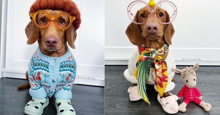 Владелица собаки потратила более 2000 евро на гардероб таксы, у которой есть 43 пар обуви и 47 солнцезащитных очков