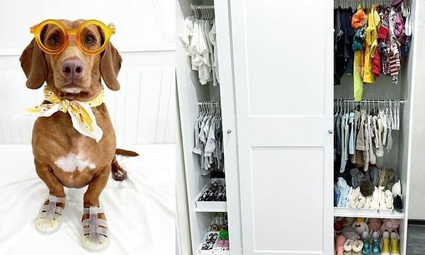 Лави также собрал более 47 пар солнцезащитных очков без линз, которые будет носить Бисквит.