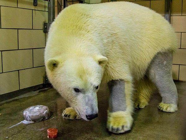 2. Kutup ayılarının derileri siyah, tüyleri ise beyazdır. Bunun nedeni güneş ışığını en verimli şekilde kullanarak ısınabilmektir.