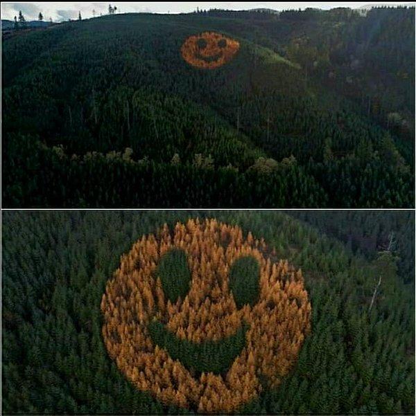 6. David Hampton, Oregon'daki bir ormana yaklaşık 200 karaçam ağacı dikmiştir. Bu nedenle her sonbahar, dağ sanki bize gülümsüyormuş gibi gözükür.
