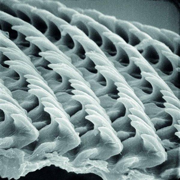 10. Çoğu salyangozun ağzı bir toplu iğne başı ile aynı boyuttadır ancak 25 binden fazla dişe sahiptirler.