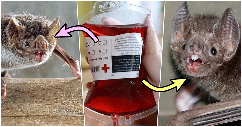 Sadece Kanla Beslenen Vampir Yarasalarının Diğer Besinler Olmadan Nasıl Hayatta Kaldığını Biliyor musunuz?