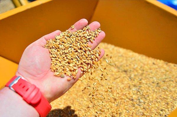"Ürettiğimiz toplam buğdayın yarısı kadarını dışarıdan ithal ediyoruz"