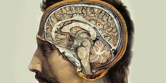 "Zeka" Olarak da Adlandırdığımız ve Bizi Biz Yapan Beyin Hücrelerimiz Nasıl Ölüyor?