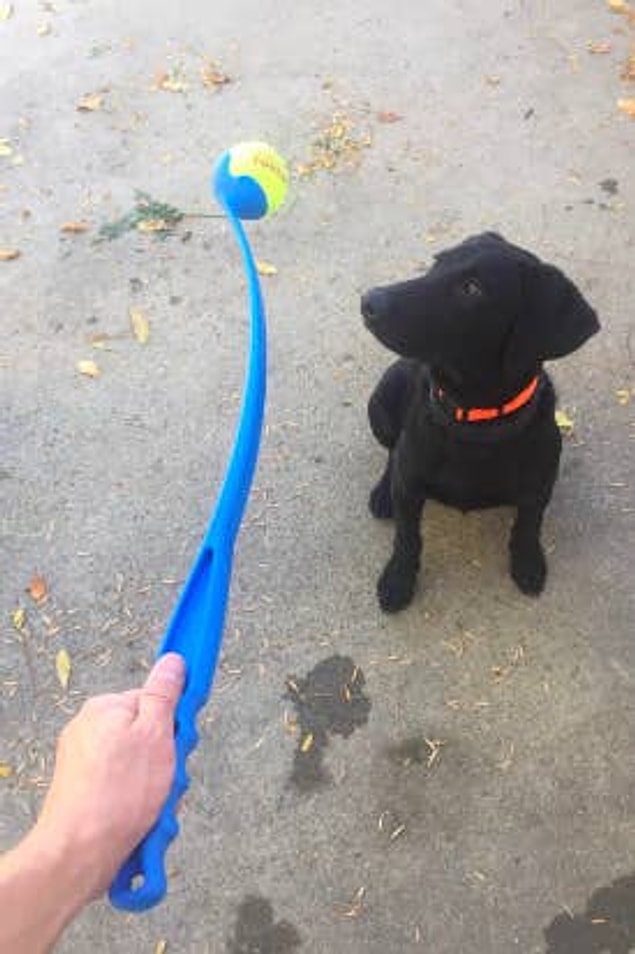 4. Eğer köpeğinizin topunu fırlatmaktan kollarınız yoruluyorsa fırlatıcıları deneyin.
