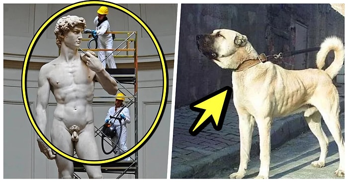 Akranlarıyla Karşılaştırıldıklarında Sahip Oldukları Devasa Boylarla Herkesi Şaşırtan Büyük Canlı ve Objeler