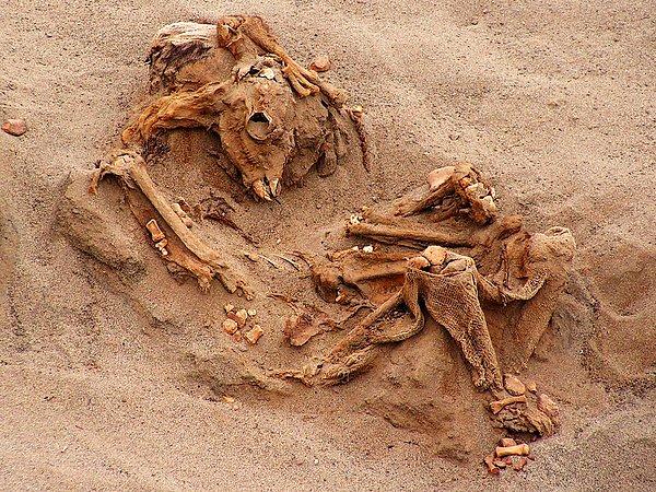 İnsan iskeletlerinin yanı sıra 8 ginepig iskeleti ve kurban edildiği düşünülen lama ve alpaka kalıntılarına ulaşıldı.