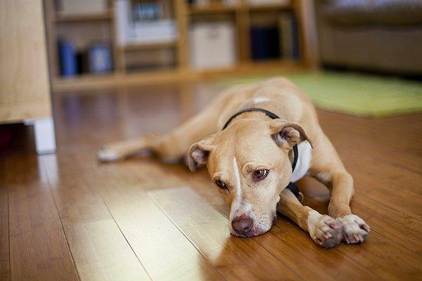 Köpeğin Depresyonda Olduğu Nasıl Anlaşılır?
