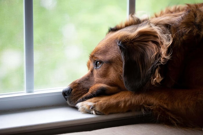 Köpeğin Depresyonda Olduğu Nasıl Anlaşılır?