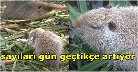 Kimi Fare Diyor Kimi Kunduz: Anavatanı Güney Amerika Olan Su Maymunları Tunca Nehri'nde Görüldü