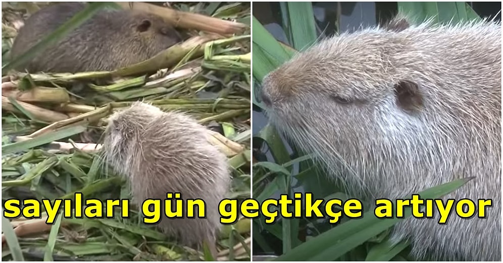 Kimi Fare Diyor Kimi Kunduz: Anavatanı Güney Amerika Olan Su Maymunları Tunca Nehri'nde Görüldü