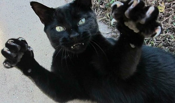 5. Мощный котик