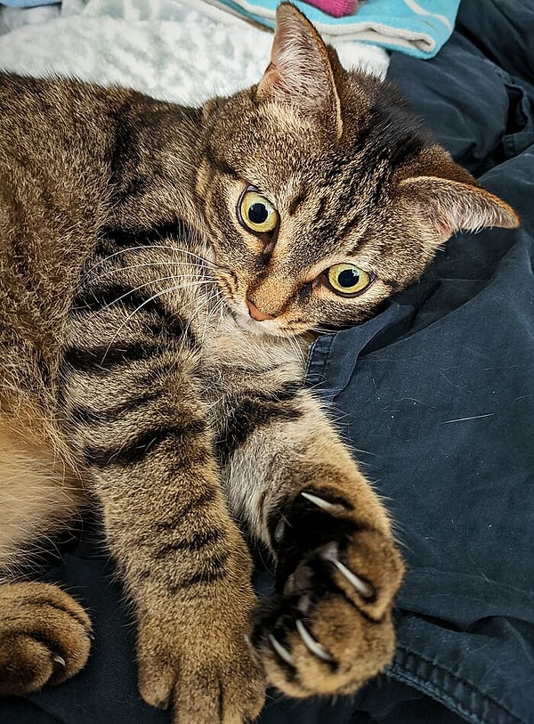 6. Только что обнаружила, что она кошка