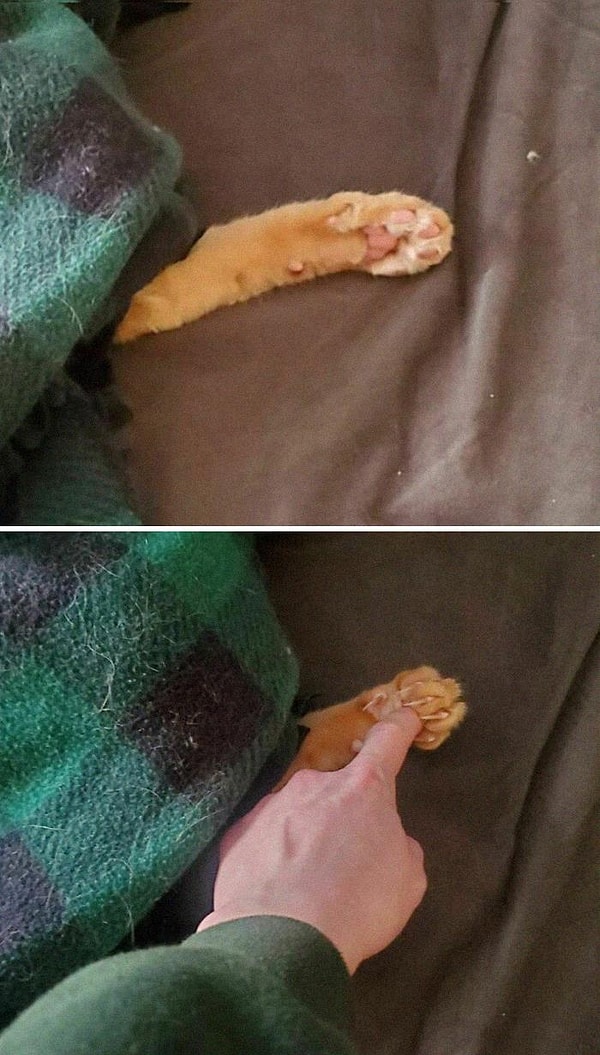 7. Увидеть кошачью лапку и не дотронуться до подушечки - невозможно