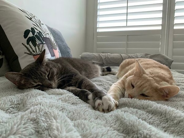 9. Бонни и Клайд