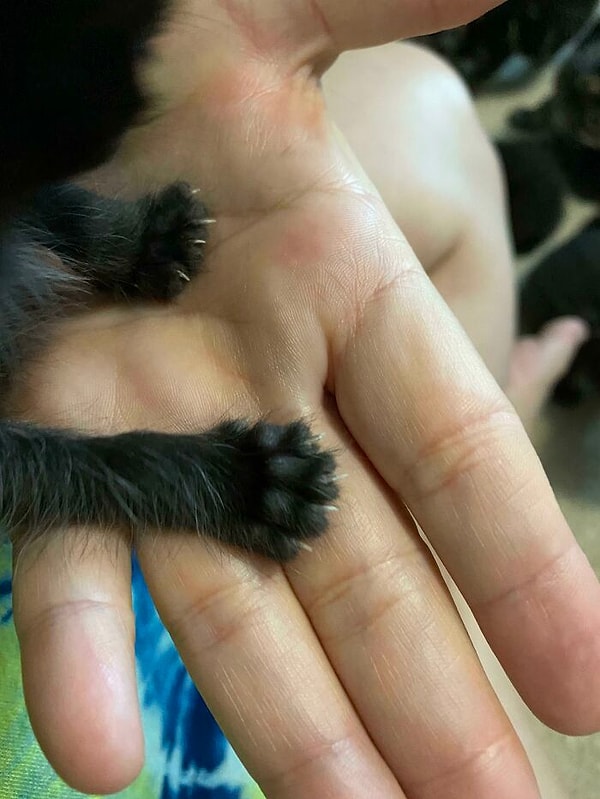 10. Незаконно маленький