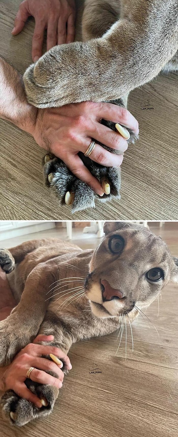 11. Массивная котя