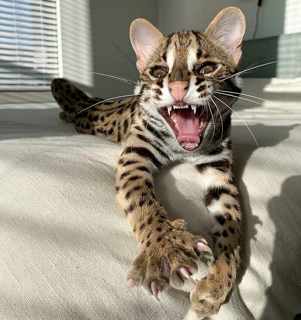 12. Настоящий хищник!