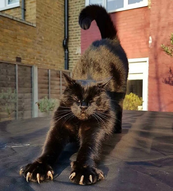 13. Мистер Боб демонстрирует свое оружие