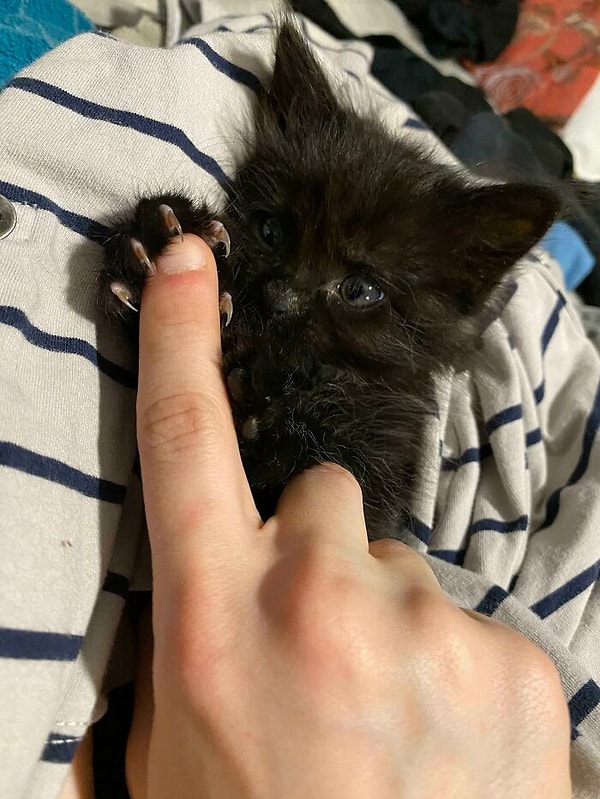 15. Обнаружил свои коготочки