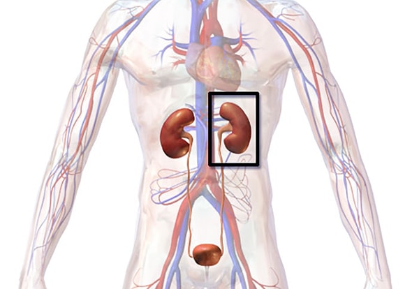13. Когда человеку делают пересадку почки, они не вынимают старую почку, а просто отталкивают ее в сторону и оставляют там