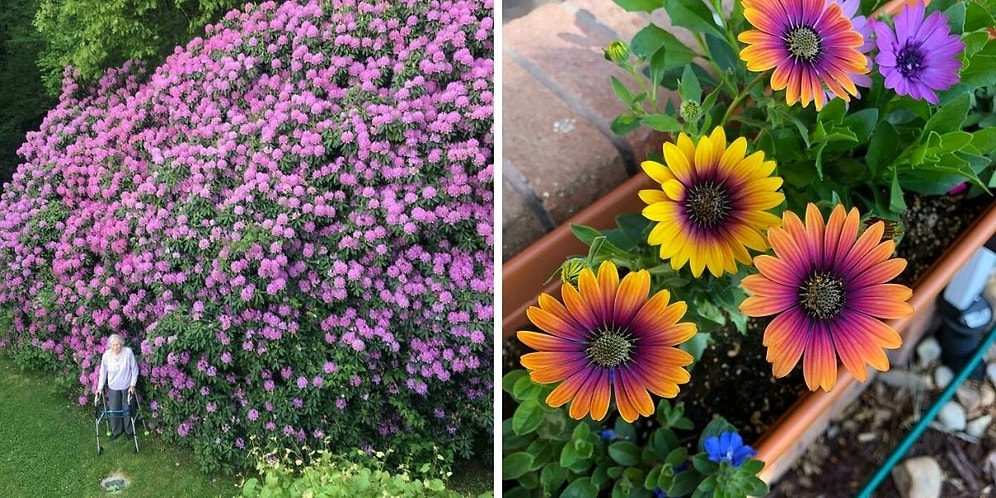 15 творений людей, которые подняли садоводство на новый уровень