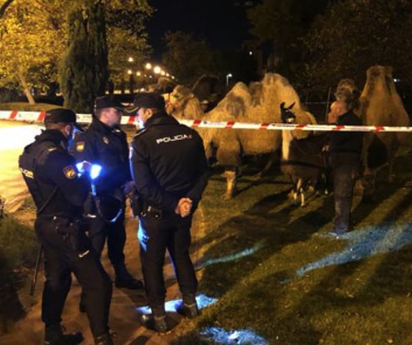 Polis büyük uğraşlar vererek develeri geri götürdü. Hayvanların sirkten nasıl kaçtığı ise merak konusu oldu.