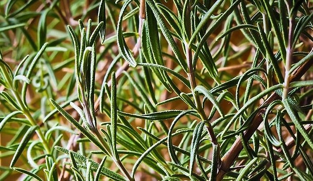 Biberiyenin Besin Değerleri Nedir? Biberiye Kaç Kaloridir?