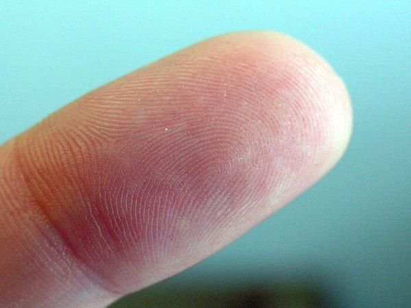 17. Üç aylık olana kadar insanlarda parmak izi bulunmaz. Parmak izleri üç aydan sonra ortaya çıkar.
