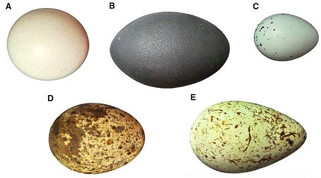 Yumurta uzmanları iki şekli formüle dökememişti.