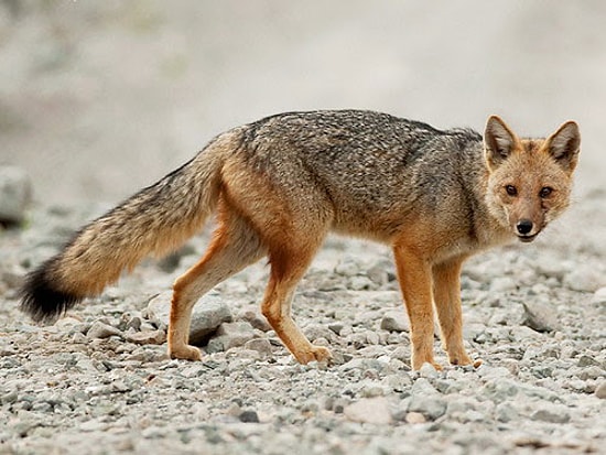 В Перу щенок, купленный в зоомагазине, оказался лисой