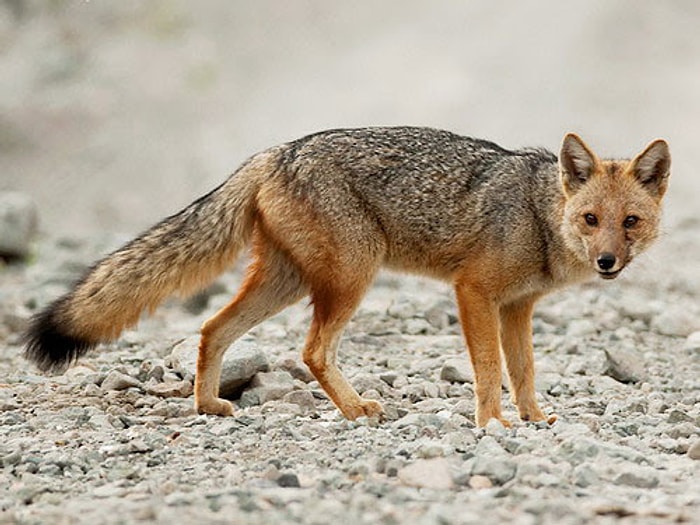 В Перу щенок, купленный в зоомагазине, оказался лисой