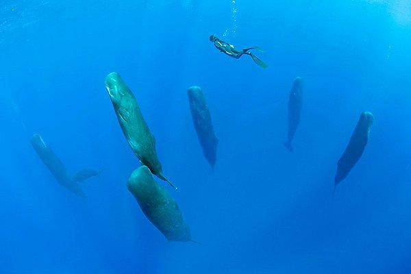 8. İspermeçet balinaları yaklaşık 20 metre derinlikte grup halinde dikey olarak uyurlar. Bu ilginç davranışları ise ilk olarak 2008 yılında gözlemlenmiştir.