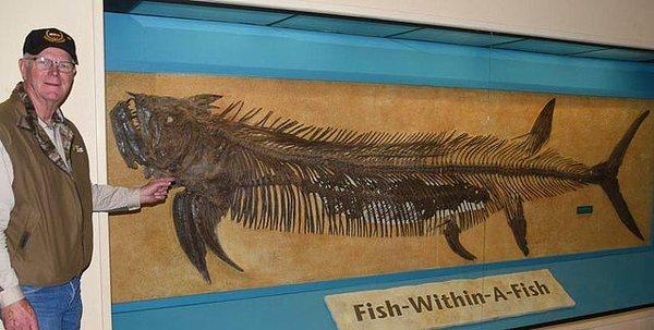 9. Midesinde 1.8 metre uzunluğundaki Gillicus Arcuatus balığını muhafaza eden 3.9 metre uzunluğundaki devasa Xiphactinus Audax fosili: