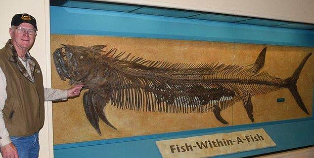 9. Midesinde 1.8 metre uzunluğundaki Gillicus Arcuatus balığını muhafaza eden 3.9 metre uzunluğundaki devasa Xiphactinus Audax fosili: