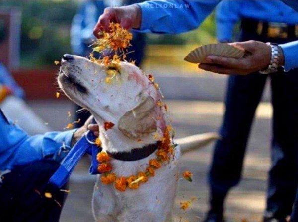 15. Ve son olarak, Nepal'de her yıl Kukur Tihar adlı bir festivalde köpeklerin arkadaşlıkları ve sadakatleri kutlanır. Hatta o gün köpeklere kötü davranmak kültüre göre günah sayılır.